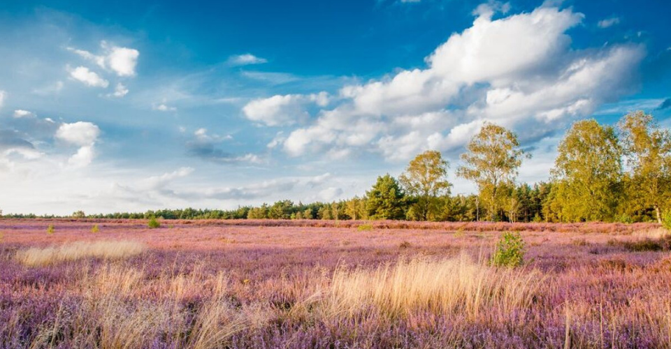 Blühende Heide